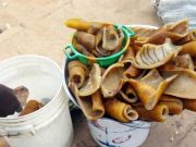Stop eating “pomo” for now ~ FGN warns citizens pomo