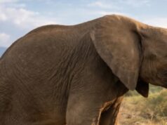 Rampaging Elephant Leaves One Dead, One Missing in Oyo Horror Attack